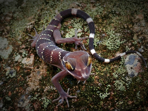 Bintang Mountains Bent-toed Gecko