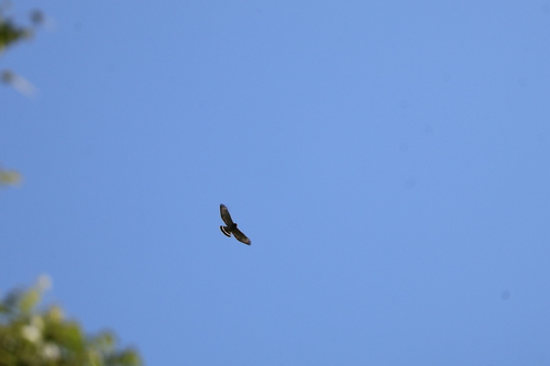 Broad-winged Hawk