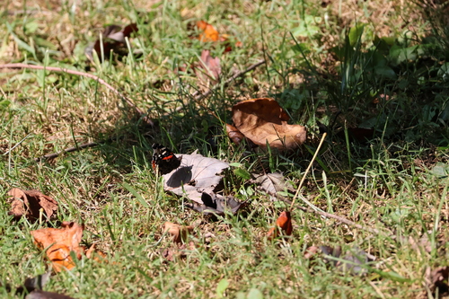 Red Admiral