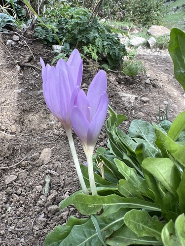 Autumn Crocus