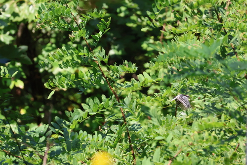Downy Woodpecker