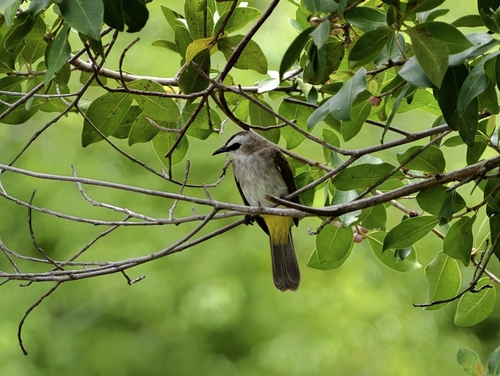 Yellow-vented Bulbul