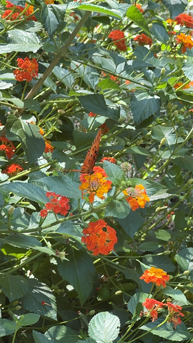 Gulf Fritillary