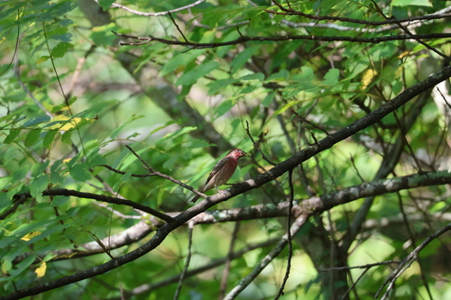 House Finch