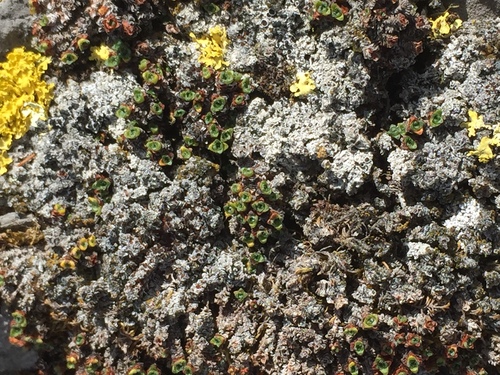 Purple Saxifrage