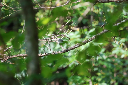 Eastern Wood-Pewee
