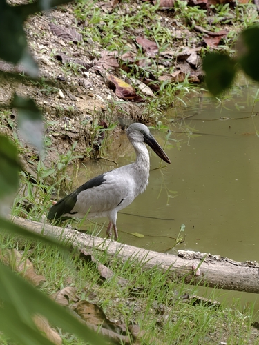 Asian Openbill