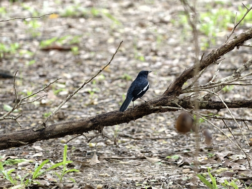 Oriental Magpie-Robin