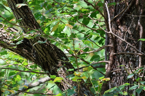 Philadelphia Vireo
