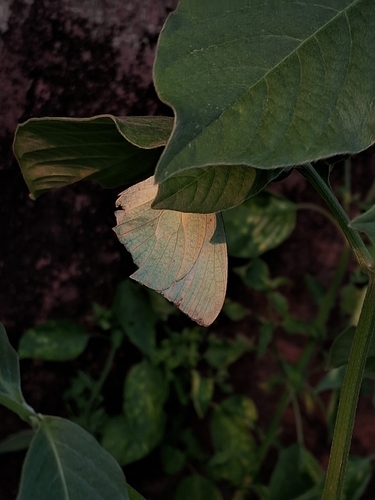 Mottled Emigrant