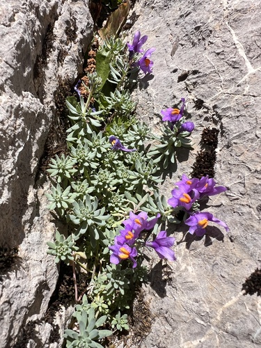 Alpine Toadflax