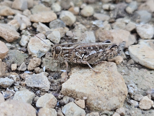 Barbary Grasshopper
