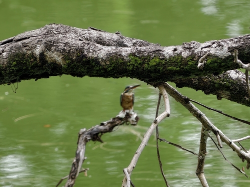 Common Kingfisher