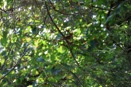 Brown Thrasher