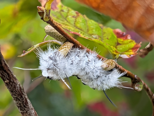 Hickory Tussock Moth