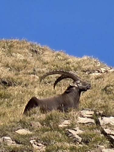Alpine Ibex