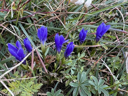 Fringe-flowered Gentian