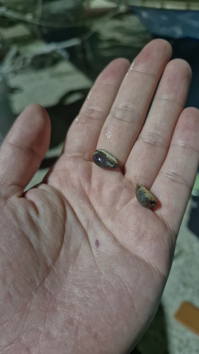 Graceful Cowrie