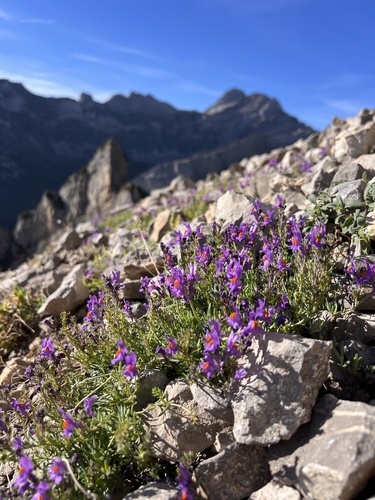 Alpine Toadflax