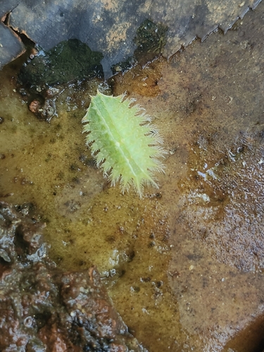 Crowned Slug Moth