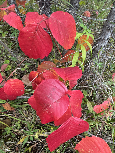 western poison ivy