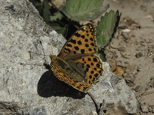 Queen of Spain Fritillary