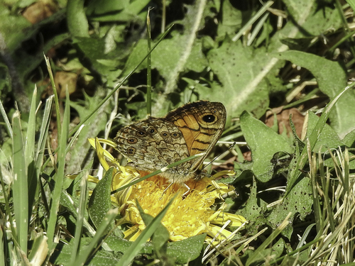 Wall Brown