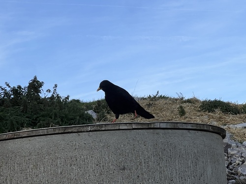 Yellow-billed Chough
