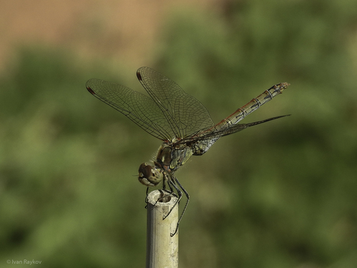 Common Darter