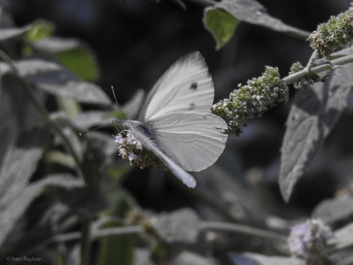 Green-veined White