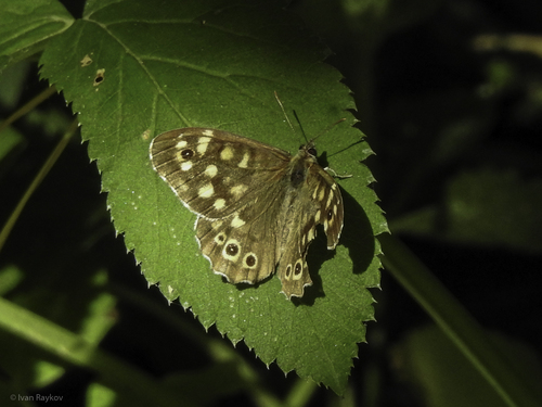 Speckled Wood