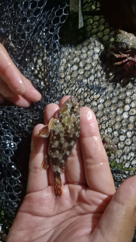 False Kelpfish