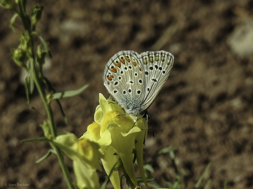 Common Blue