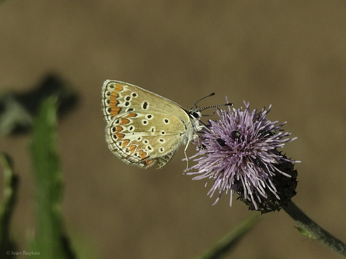 Brown Argus