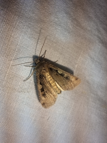 Setaceous Hebrew Character