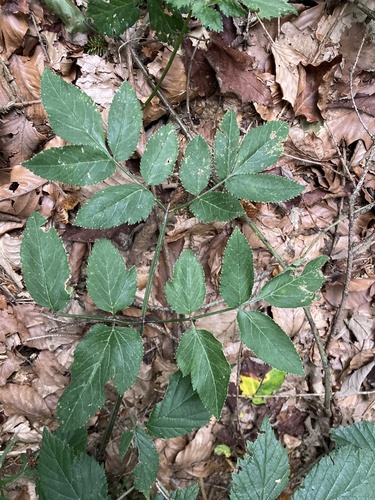 Wild Angelica