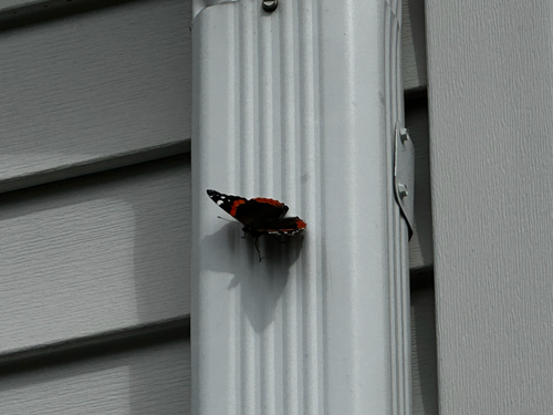 Red Admiral