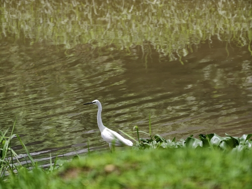 Little Egret