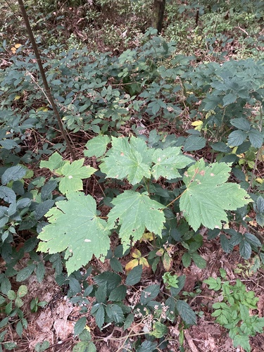 sycamore maple