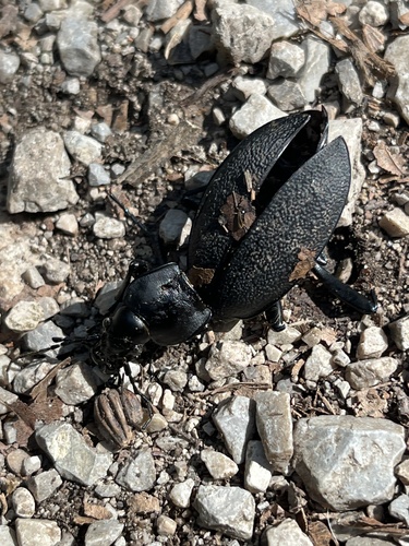 Leather Beetle