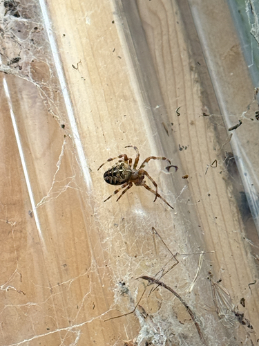 Cross Orbweaver