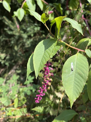 American pokeweed