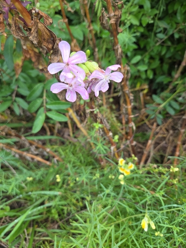 common soapwort