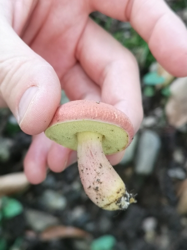 Ruby Bolete
