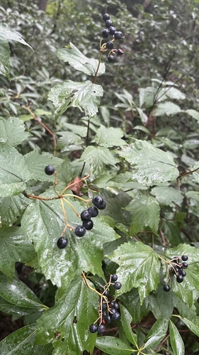 mapleleaf viburnum