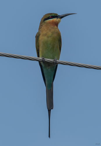 Blue-tailed Bee-eater