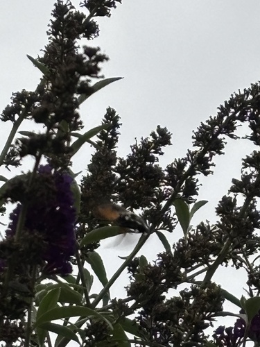 Eurasian Hummingbird Hawkmoth