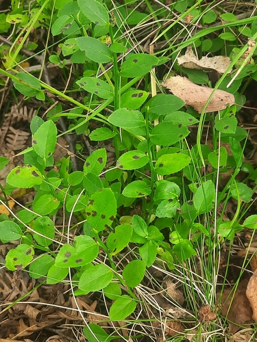 common bilberry