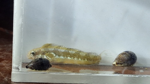 Shorthead Sabretooth Blenny
