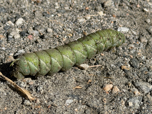 Carolina Sphinx